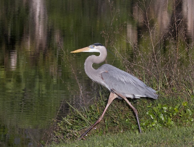 Great Blue Heron _0067 - Great Blue Heron
