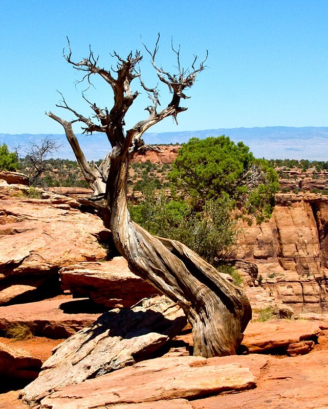 Trees  _0066 - Trees