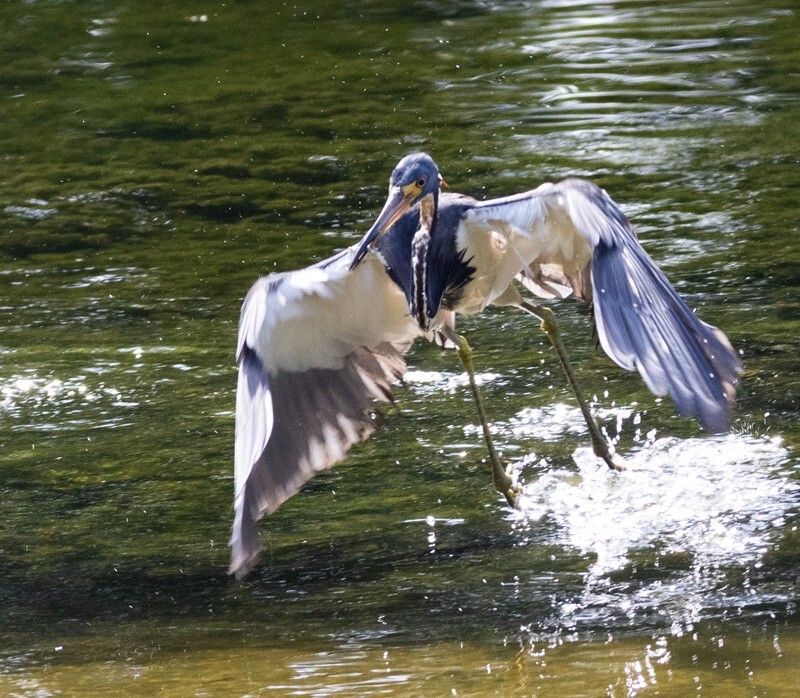 Tri-Colored-Heron _0048 - Tri-Colored Heron