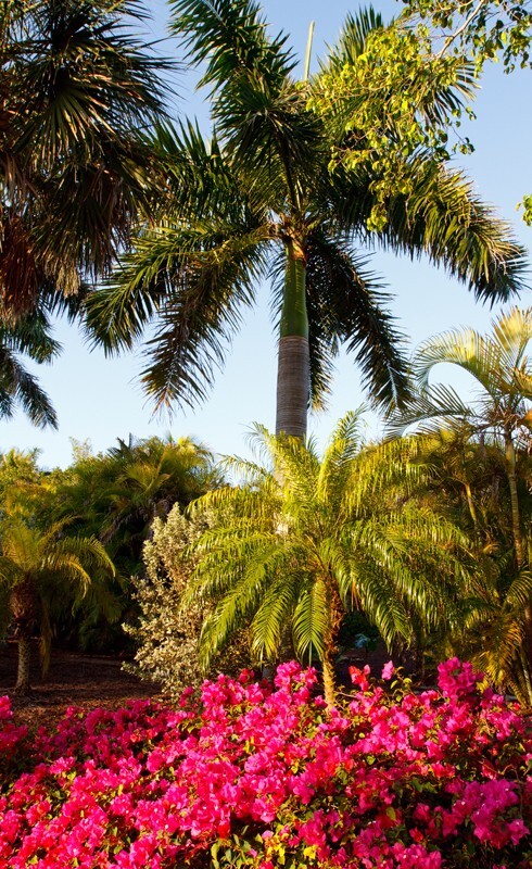 Trees  _0010 - Trees