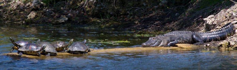 Aligators _0048 - Alligators