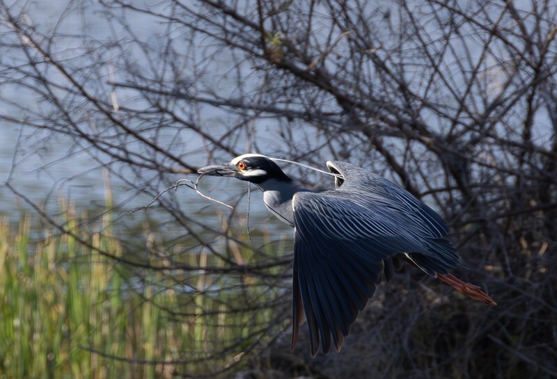 Yellow Crowned Night Heron _0016 - Yellow Crowned Night Heron
