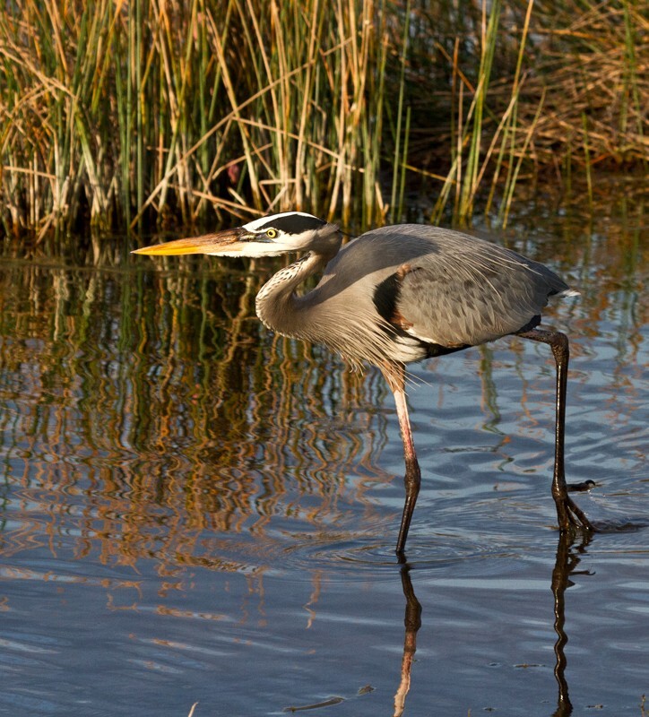 Great Blue Heron _0089 - Great Blue Heron