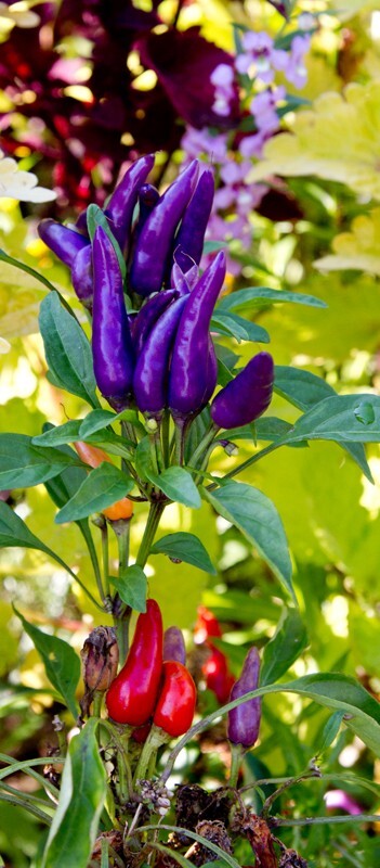 Floral_0014 - Floral - Plants