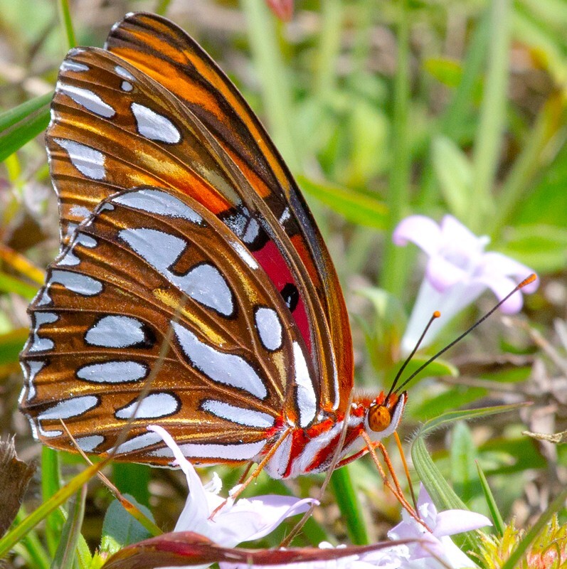 AnimalsCreatures _0048 - Animals, Creatures