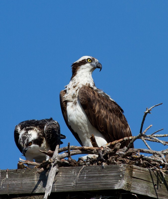 Osprey_0016 - Osprey