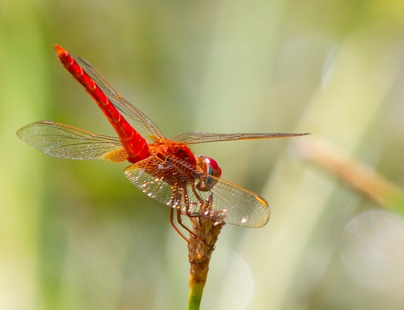 Dragonflies _0022 - Dragonflies