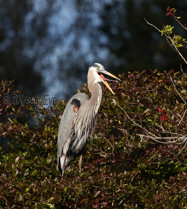 BH Birds 292 - Great Blue Heron