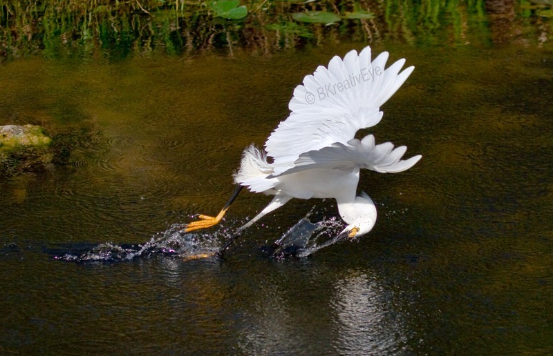 Snowy Egret Everglades Florida Wild Birds by Brian Kitzman