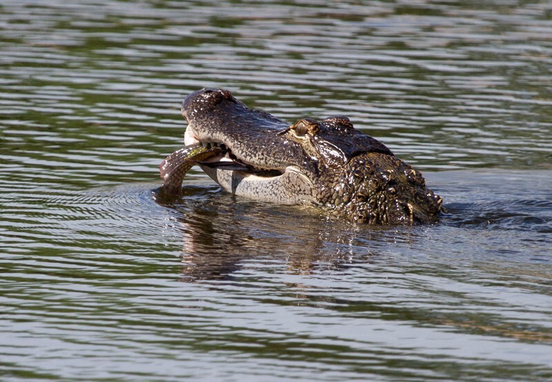Aligators _0024 - Alligators