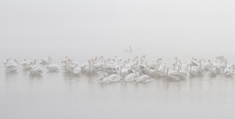Pelicans _0041 - Pelicans