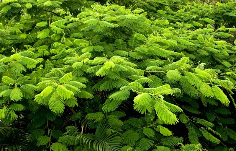 Trees  _0055 - Trees