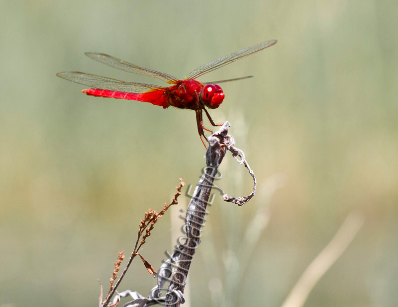 DF AnimalsCreatures  097 - Dragonflies