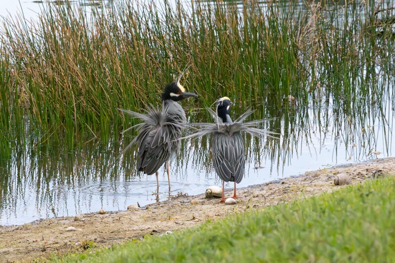 Yellow Crowned Night Heron _0010 - Yellow Crowned Night Heron