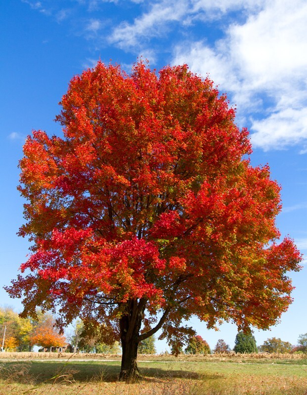 Landscape _0013  - Land and Cityscapes