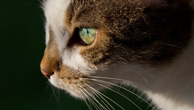 AnimalsCreatures _0082 - Animals, Creatures