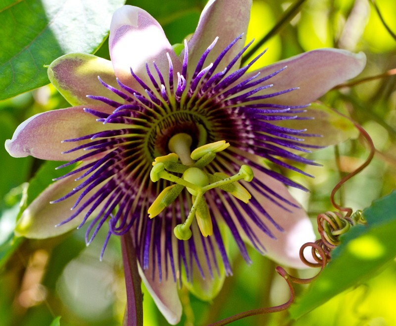 Floral_0059 - Floral - Plants