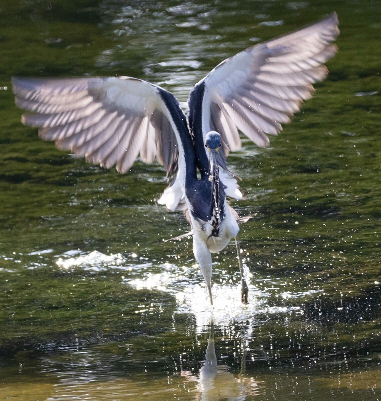 Tri-Colored-Heron _0047 - Tri-Colored Heron
