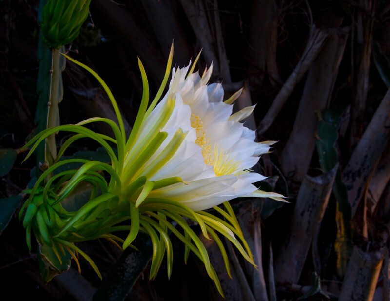 Floral_0053 - Floral - Plants