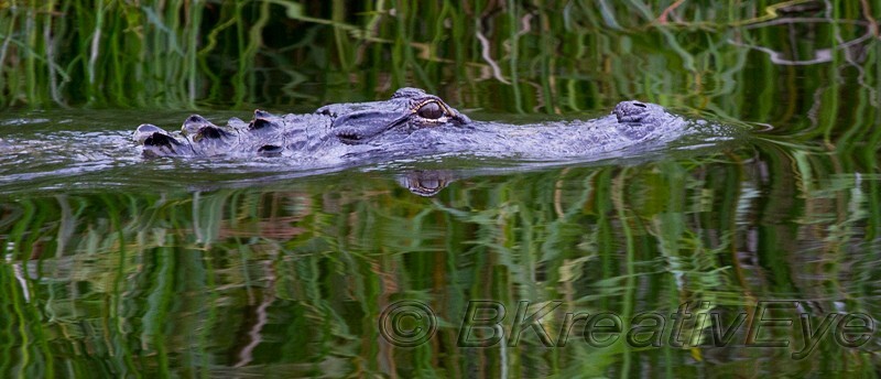 AnimalsCreatures 193 - Alligators