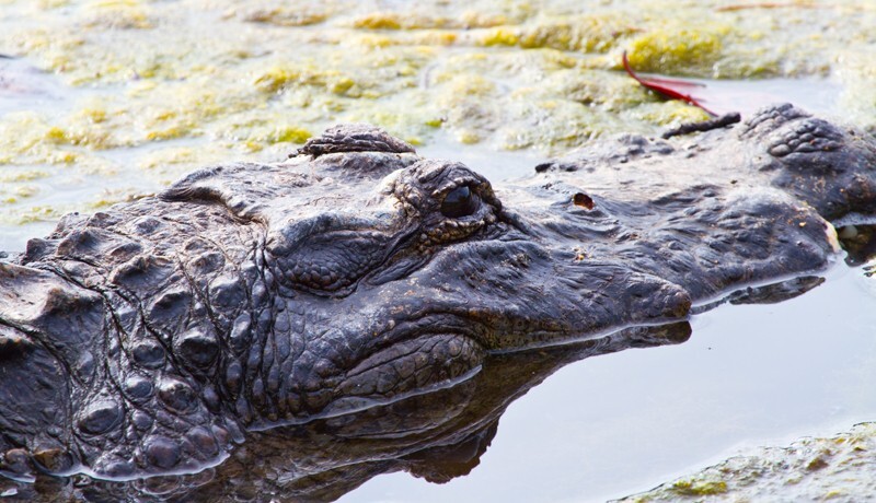 Aligators _0008 - Alligators