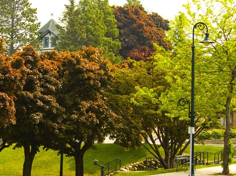 Trees  _0045 - Trees