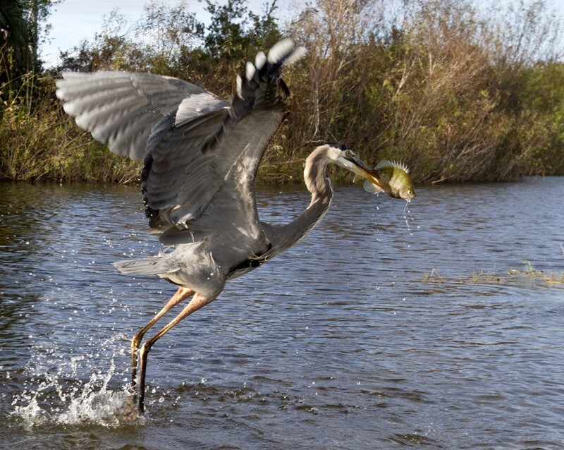 Great Blue Heron _0053 - Great Blue Heron