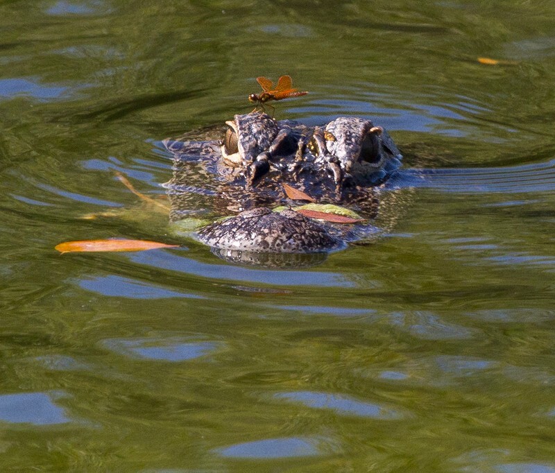 Aligators _0035 - Alligators