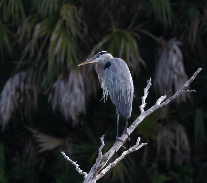 Great Blue Heron _0096 - Great Blue Heron