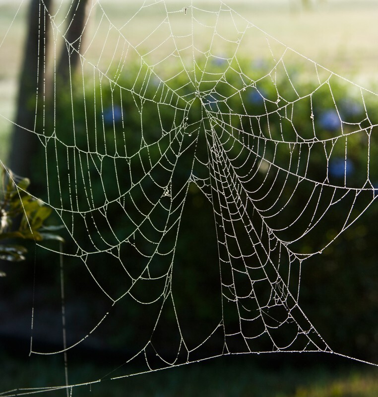 AnimalsCreatures _0101 - Animals, Creatures