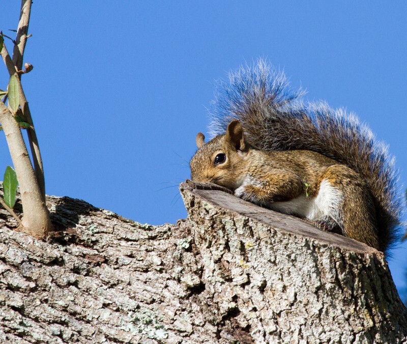 AnimalsCreatures _0022 - Animals, Creatures