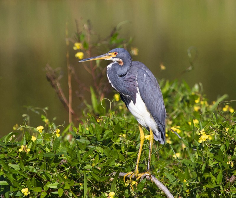 Tricolored Heron _0018 - Tri-Colored Heron