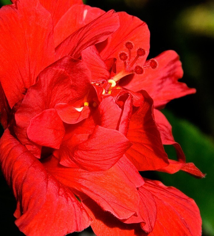 Floral_0161 - Floral - Plants