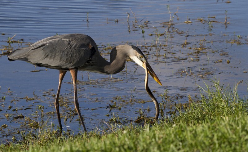Great Blue Heron _0045 - Great Blue Heron