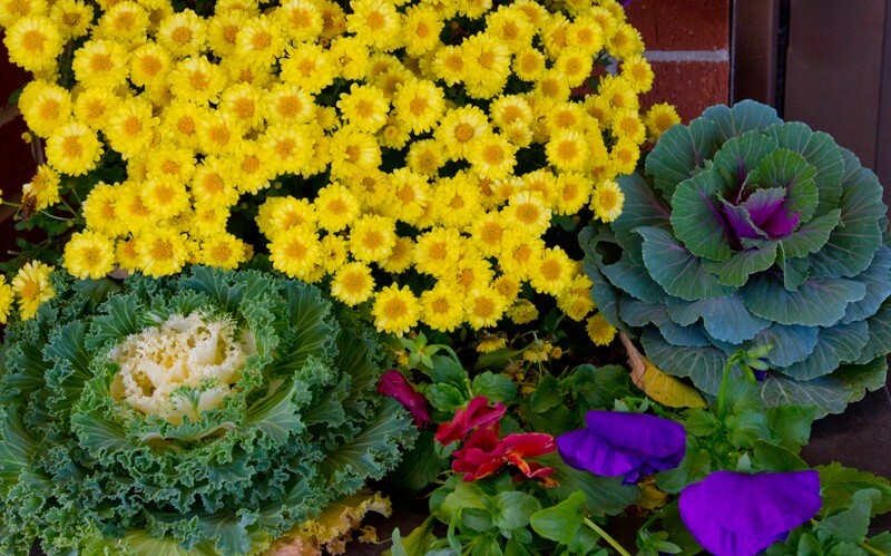 Floral_0070 - Floral - Plants