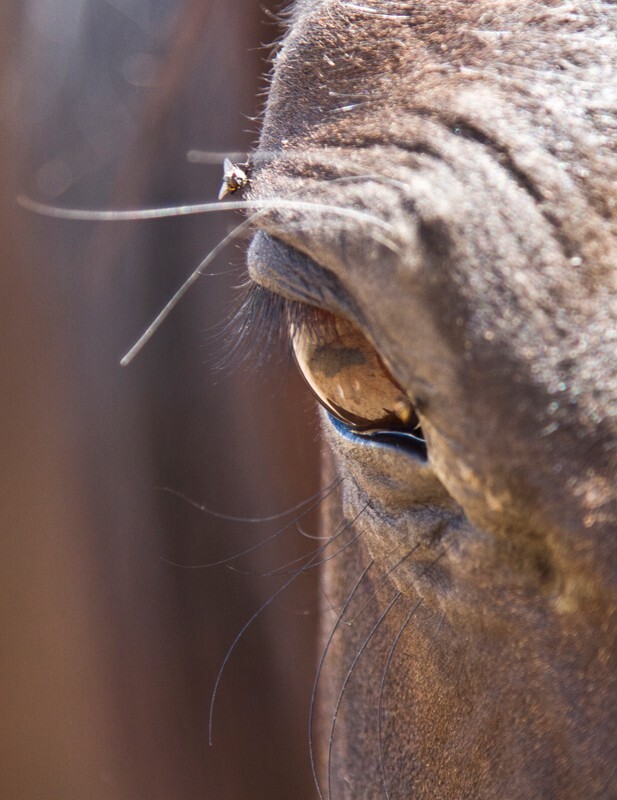 AnimalsCreatures _0010 - Animals, Creatures