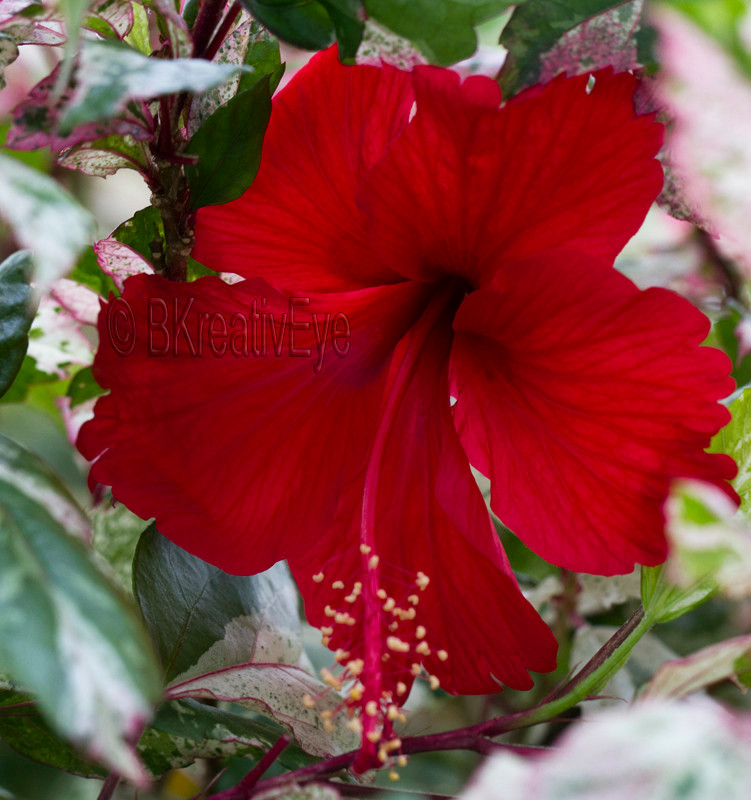 Floral 136 - Floral - Plants