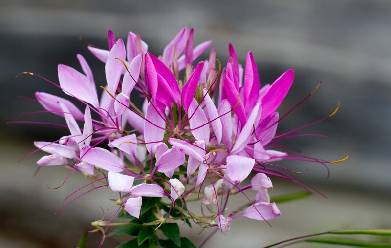 Floral_0082 - Floral - Plants