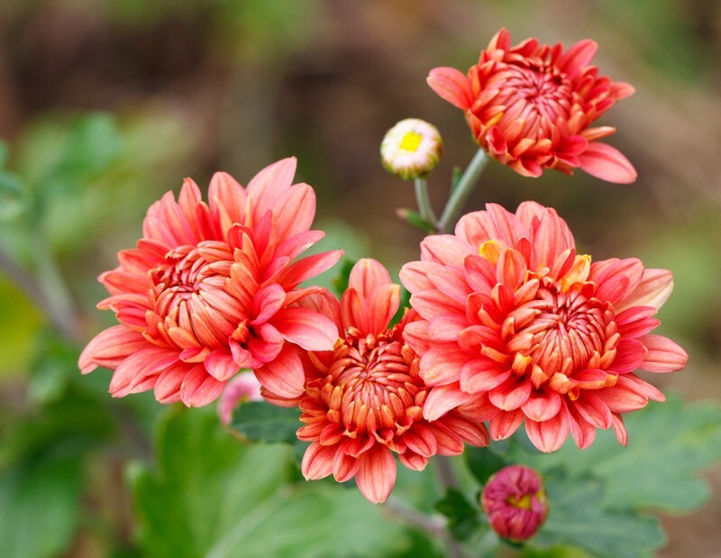 Floral_0096 - Floral - Plants