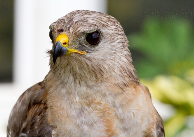 Birds 347 - Birds