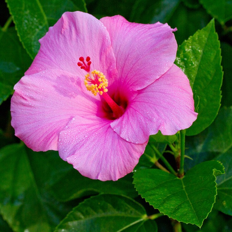 Floral_0037 - Floral - Plants