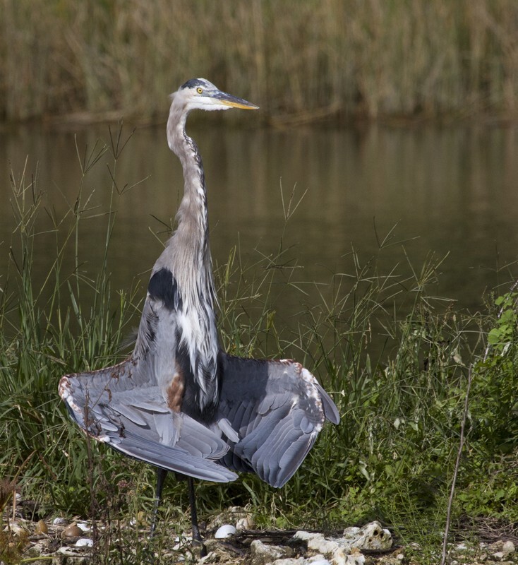 Great Blue Heron _0001 - Great Blue Heron