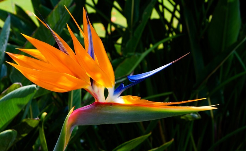 Floral_0159 - Floral - Plants