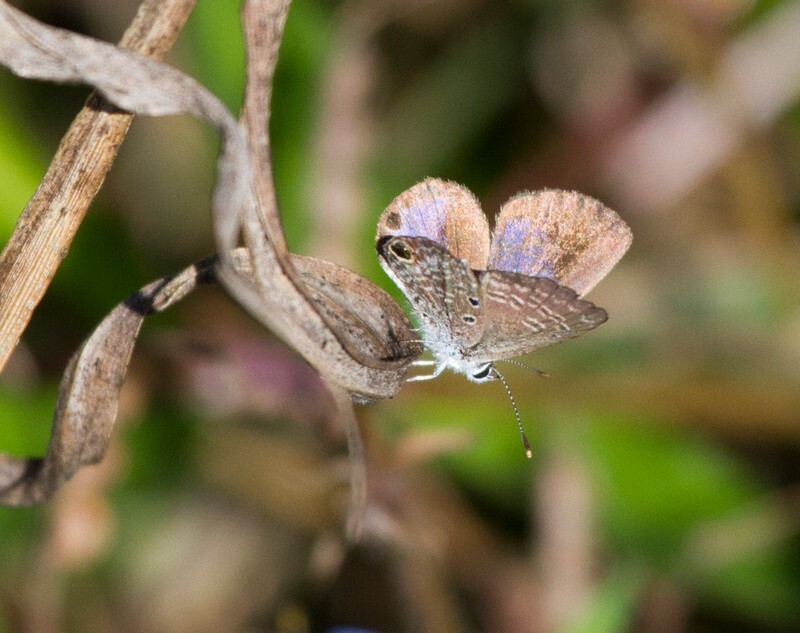 AnimalsCreatures _0039 - Animals, Creatures