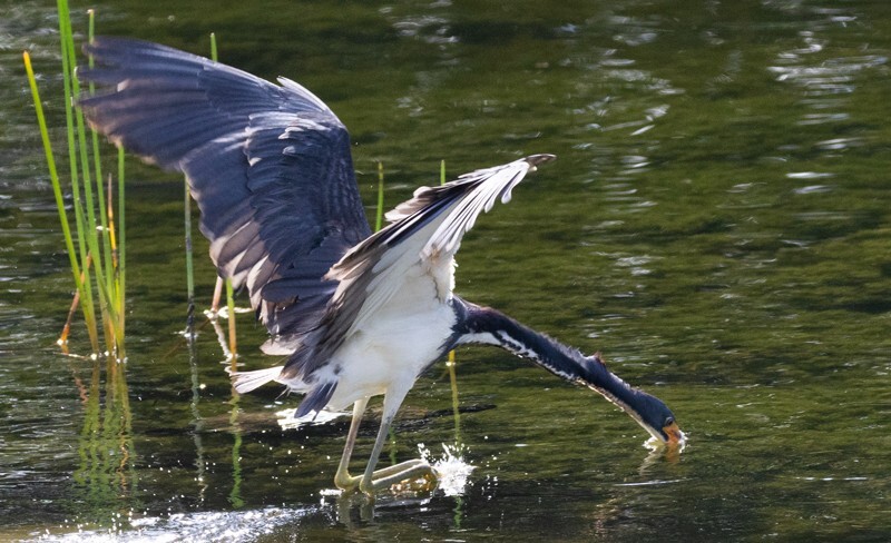 Tri-Colored-Heron _0046 - Tri-Colored Heron