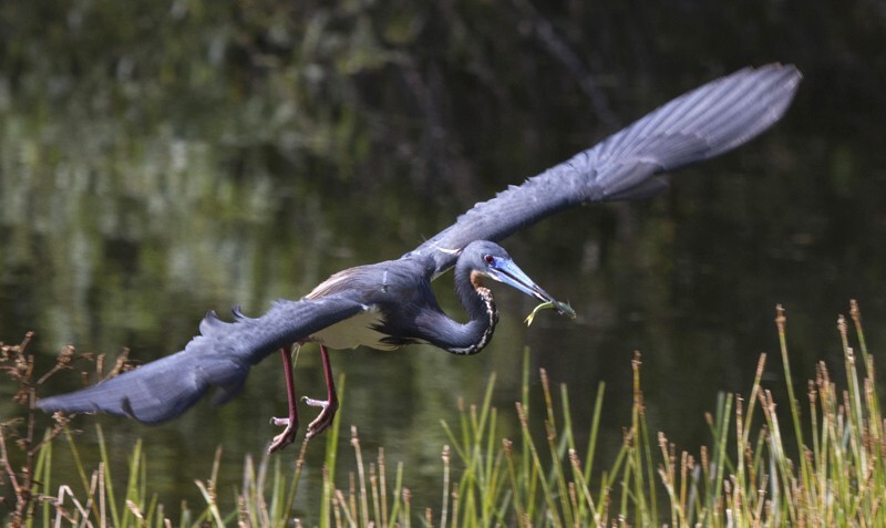 Tricolored Heron _0020 - Tri-Colored Heron