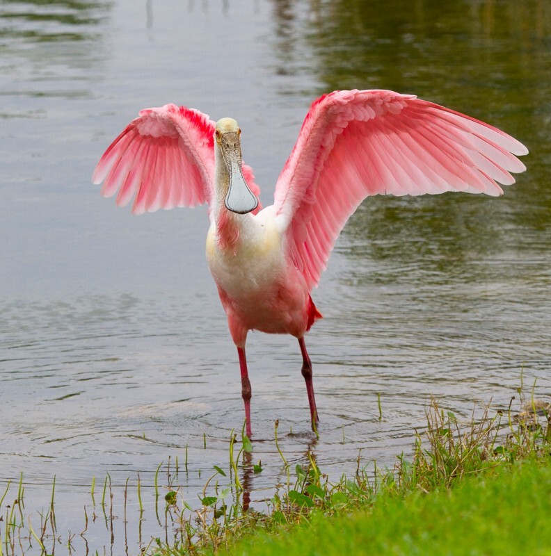 Roseate Spoonbil _0013 - Roseate Spoonbill