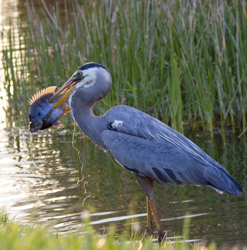 Great Blue Heron _0016 - Great Blue Heron