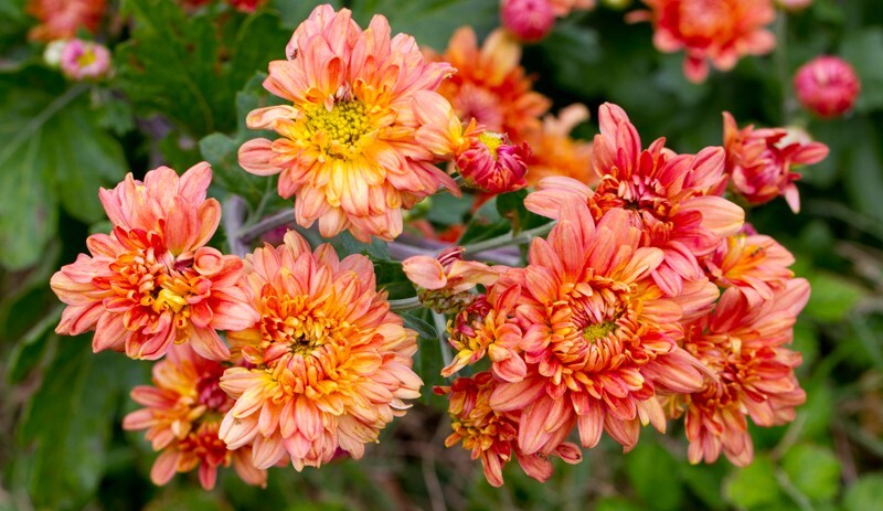 Floral_0097 - Floral - Plants