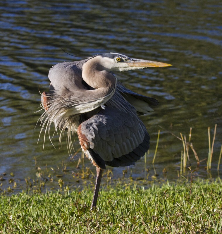 Great Blue Heron _0021 - Great Blue Heron